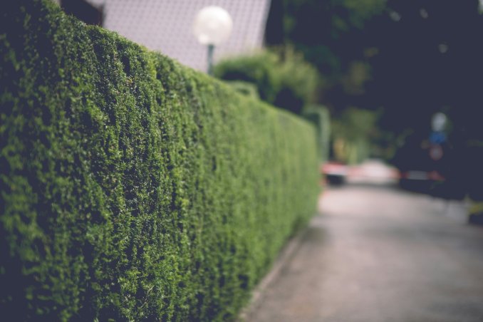well trimed hedge