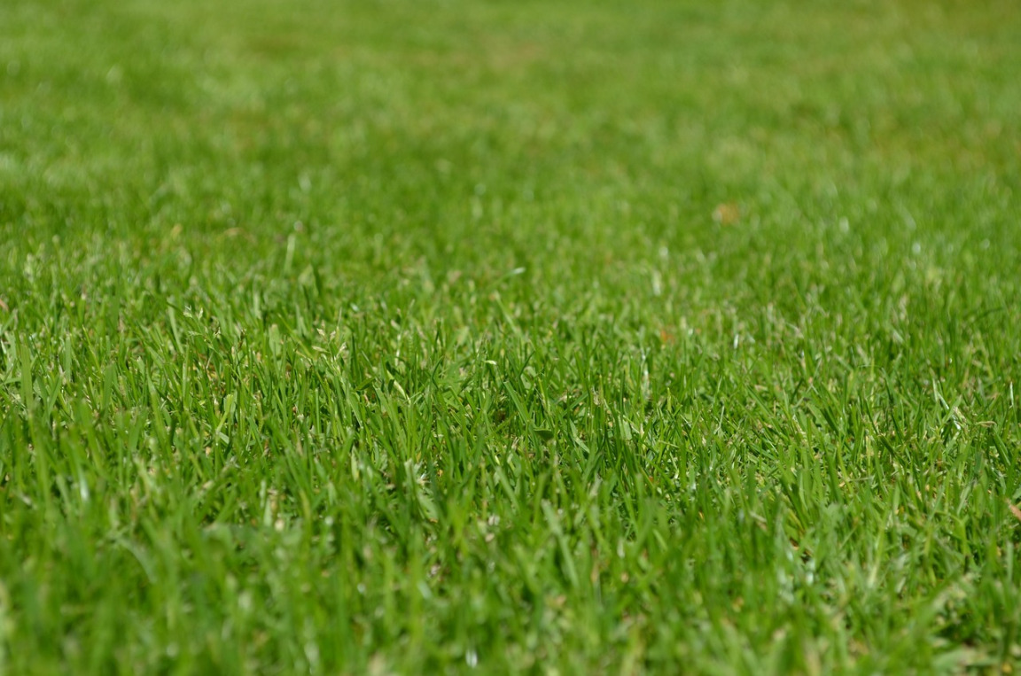 Just cut grass